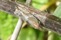 Ancylis comptana