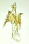 Caryocolum moehringiae