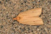 Avaria hyerana