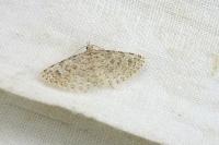 Alucita