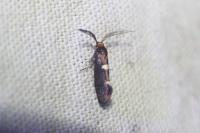 Incurvaria masculella