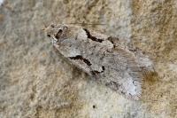 Semioscopis steinkellneriana