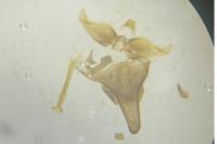 Nematopogon adansoniella