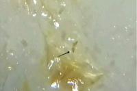 Elachista stabilella