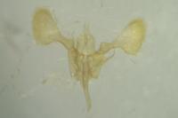 Parornix finitimella