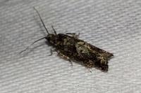 Epinotia immundana