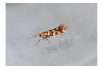 Phyllonorycter emberizaepenella