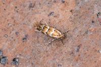 Phyllonorycter emberizaepenella