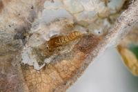 Phyllonorycter nicellii
