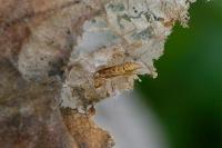 Phyllonorycter nicellii