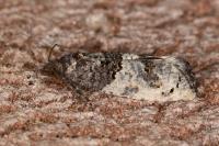 Phaneta pauperana