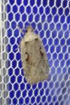 Agonopterix ocellana