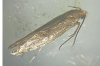 Tinea pellionella