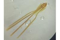 Nematopogon swammerdamella