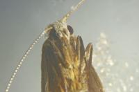 Nematopogon swammerdamella
