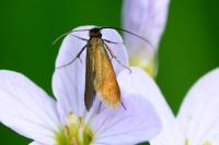 Cauchas rufimitrella
