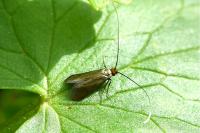 Cauchas rufimitrella