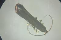 Coleophora alcyonipennella