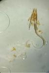 Coleophora alcyonipennella