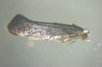 Swammerdamia pyrella