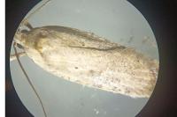 Agonopterix nervosa
