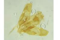 Depressaria ultimella
