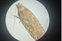 Depressaria ultimella