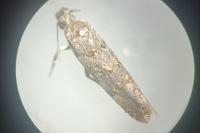 Teleiopsis diffinis