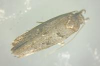 Teleiopsis diffinis