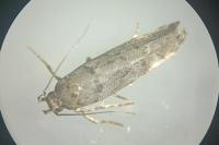 Teleiopsis diffinis