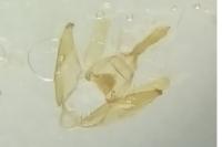 Mompha epilobiella