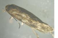 Mompha epilobiella