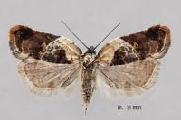 Acleris variegana