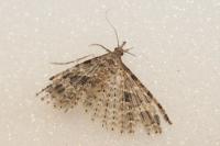 Alucita hexadactyla