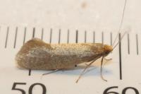 Nematopogon swammerdamella