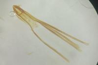 Nematopogon swammerdamella
