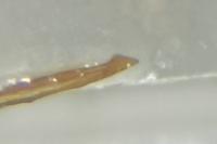 Nematopogon swammerdamella