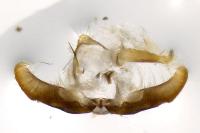Pammene argyrana