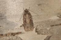 Agonopterix ocellana