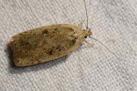Agonopterix scopariella