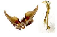 Nematopogon adansoniella