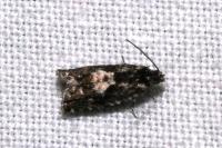 Pammene argyrana