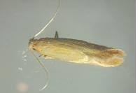 Tischeria ekebladella