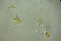 Tischeria ekebladella