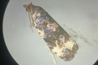 Endothenia marginana