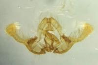 Endothenia marginana