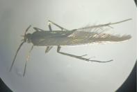 Coleophora alcyonipennella
