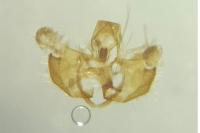 Coleophora alcyonipennella