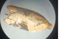 Acleris laterana