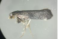 Swammerdamia pyrella